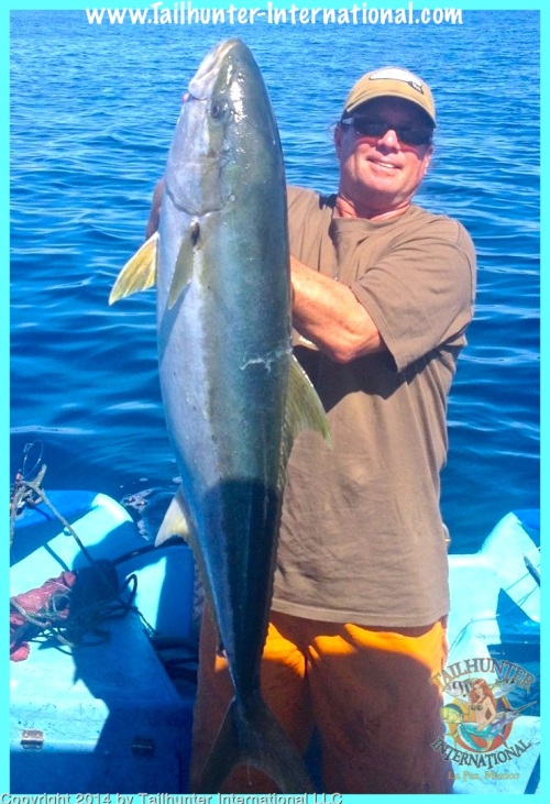 yellowtail Charlie fans 2-14
