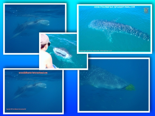 Whaleshark collage 10-14